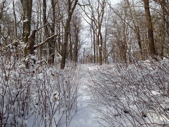 Bare trees in forest