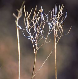 Close-up of dry plant