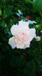 Close-up of white rose