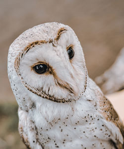 Close-up portrait of a owl