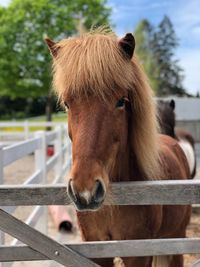 Close-up of a horse in ranch