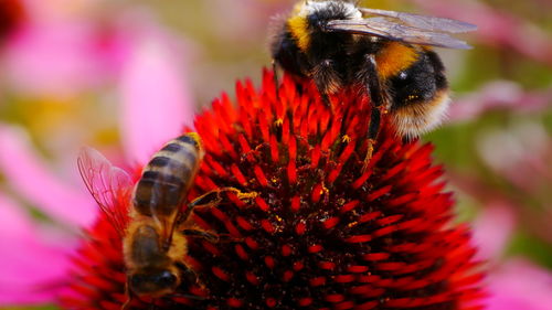 Close-up of bee pollinating on red flower
