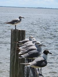 Seagulls perching on wooden post in sea