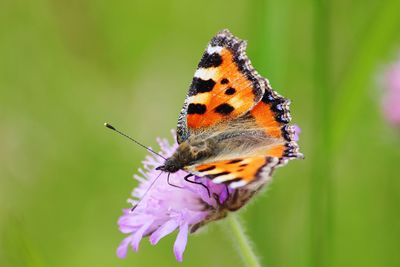 Close-up of butterfly pollinating on purple flower