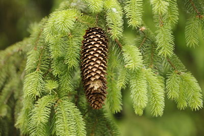 Close-up of pine cones on tree