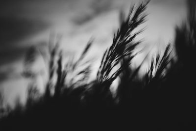 Close-up of grass against sky