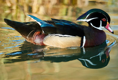 Close-up of mallard duck swimming on lake