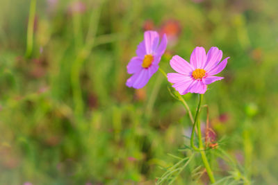 Close-up of pink cosmos flowers blooming outdoors