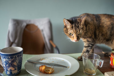 Cat on table