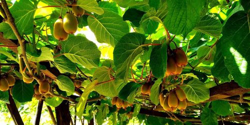 Close-up of fruits growing on tree