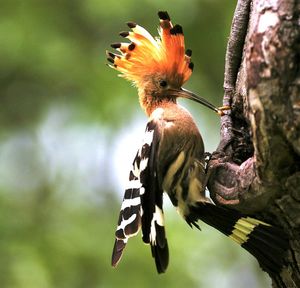 Close-up of woodpecker on tree trunk