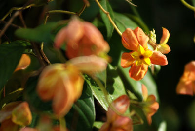 Close-up of flowers blooming outdoors