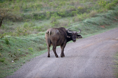 Buffalo standing on road