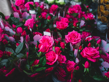 Close-up of red roses