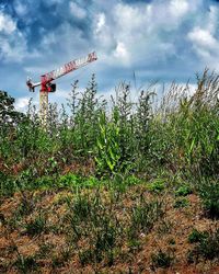 Plants growing on field against sky