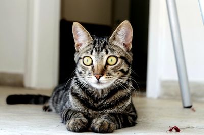 Close-up portrait of a cat