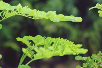 Close-up of fresh green plant