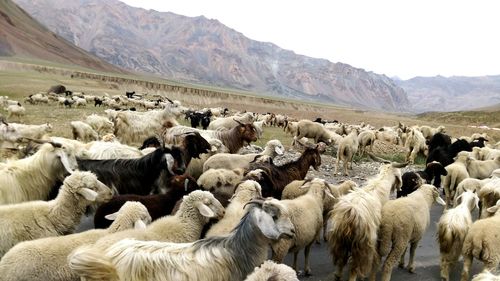 Flock of sheep on land