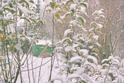 Close-up of plants on field during winter