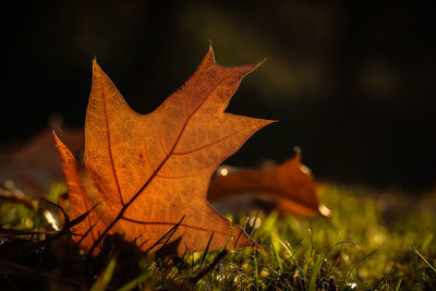 Close-up of dry maple leaf on grass