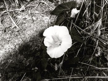 High angle view of white flower