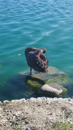 High angle view of bird perching on rock