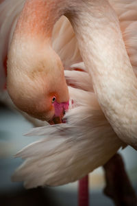 Close-up of flamingo bird