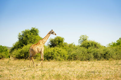 Horse grazing on field against clear sky