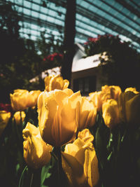 Close-up of yellow roses