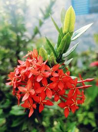 Close-up of red flowers