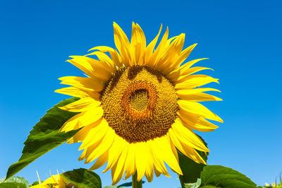 Low angle view of sunflower against clear sky