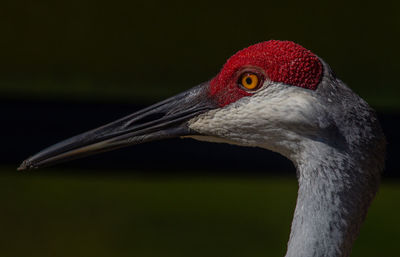 Close-up of a bird