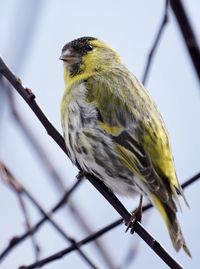 Low angle view of bird perching on branch
