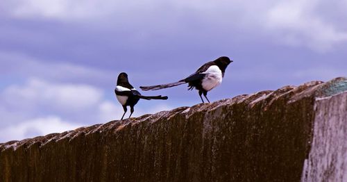 Low angle view of bird perching on retaining wall against sky