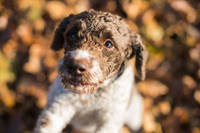 Close-up portrait of dog outdoors