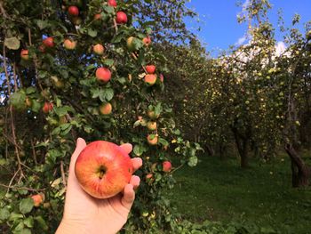 Close-up of hand holding apple