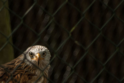 Close-up portrait of owl in cage