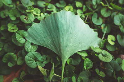 Close-up of green flowering plant