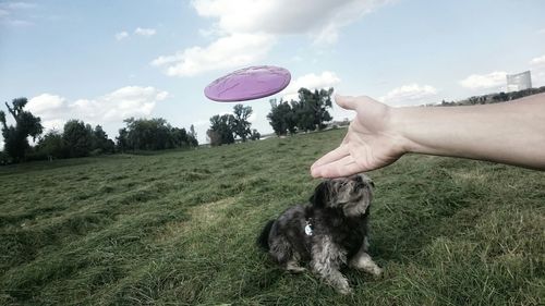 Dog standing on field