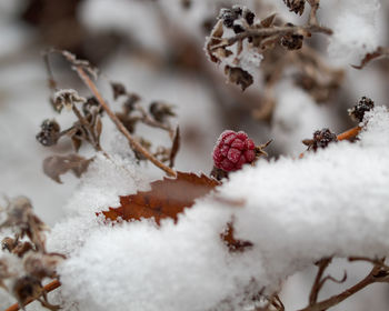 Close-up of frozen dry leaves on tree during winter