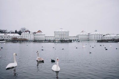 Swans swimming in lake against sky