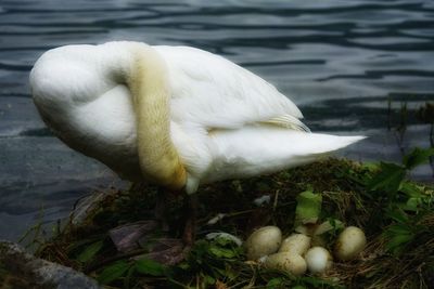 Close-up of swan in lake