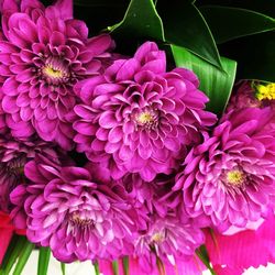 Close-up of pink flowers