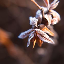 Close-up of frozen plant