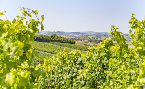 View of vineyard against sky