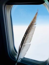 Close-up of feather by window in airplane