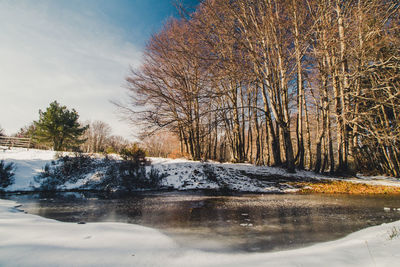 Frozen bare trees against sky during winter