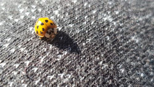 High angle view of ladybug