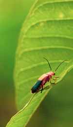 Close-up of insect on leaf