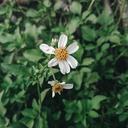 Close-up of white flowering plant